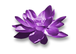 flor-reiki-violet